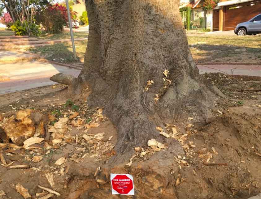 Colectivo Árbol detiene el corte de raíces de un toborochi – IRFA BOLIVIA