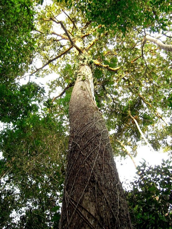 El árbol de castaña reduce su producción por la sequía, la ...