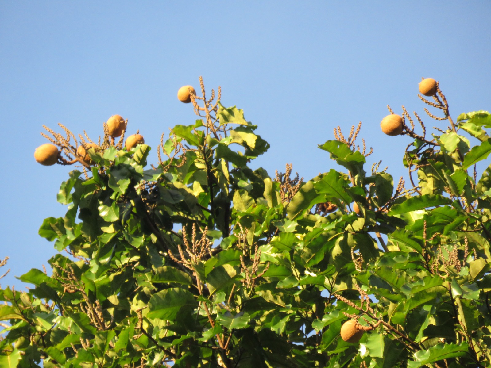 El árbol de castaña reduce su producción por la sequía, la ...